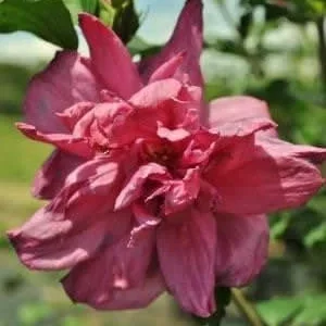 Red Rose of Sharon Live Plant - Althea Shrub, 1 Gallon Pot, Outdoor - Image 2