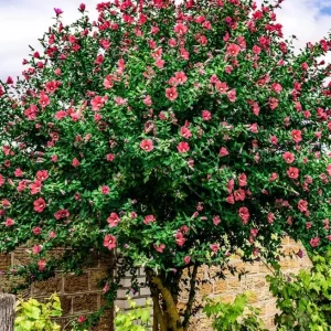 Red Rose of Sharon Live Plant - Quart Pot, Hardy Althea Flowering Shrub - Image 10