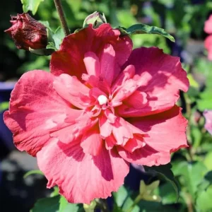Red Rose of Sharon Live Plant - Quart Pot, Hardy Althea Flowering Shrub - Image 2