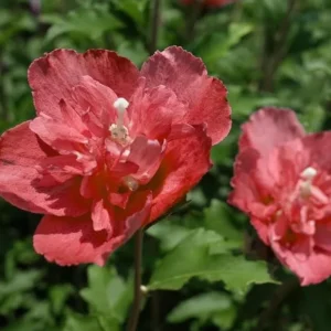 Red Rose of Sharon Live Plant - Quart Pot, Hardy Althea Flowering Shrub - Image 5