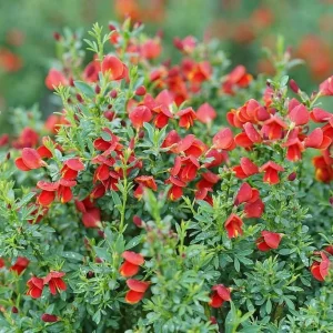 Red Scotch Broom Live Plant - 4 inch pot - Cytisus - Deer Resistant Shrub - Image 1