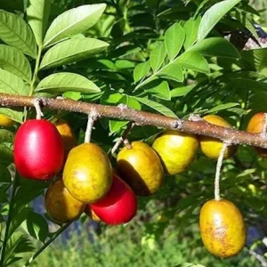 Red Spanish Hog Plum Live Plant – Ciruela Jocote Rojo Tree – 2 to 3 ft Tall in 3gal Pot - Image 2