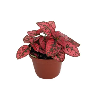 Red Splash Polka Dot Plant - Hypoestes Live Plant - 3.5" Pot - Colorful Houseplant - Image 2