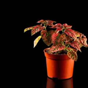 Red Splash Polka Dot Plant - Hypoestes Live Plant - 3.5