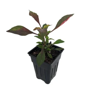 Red St. Joseph's Coat Plant Alternanthera - Live Houseplant - 2.5" Pot - Image 1