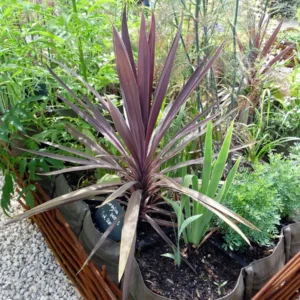 Red Star Cordyline Live Plant - Burgundy Foliage, 3.5 inch Pot, Outdoor - Image 2
