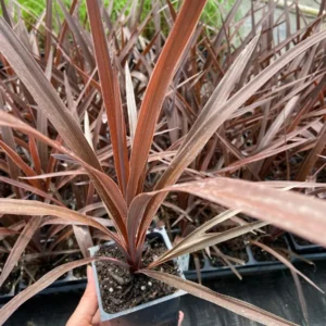 Red Star Cordyline Live Plant - Burgundy Foliage, 3.5 inch Pot, Outdoor - Image 3