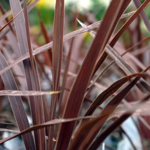 Red Star Cordyline Live Plant - Burgundy Foliage, 3.5 inch Pot, Outdoor - Image 1