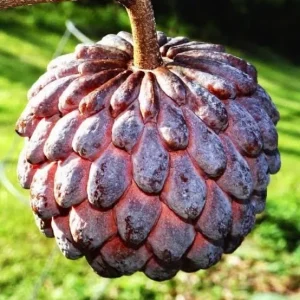 Red Sugar Apple Tree – Live Plant – 3 Gallon – 2-3 Feet Tall - Image 2