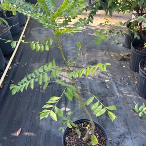 Red Sugar Apple Tree – Live Plant – 3 Gallon – 2-3 Feet Tall - Image 5