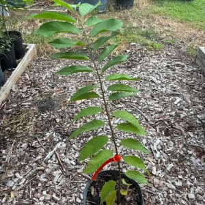 Red Sugar Apple Tree – Live Plant – 3 Gallon – 2-3 Feet Tall - Image 6