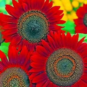 Red Sun Sunflower Seeds for Planting - Non-GMO, Perennial, Outdoor - 50 Count - Image 2