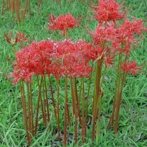 Red Surprise Lily Bareroot Plant - Lycoris Radiata Bulbs - Outdoor Perennial - Image 2