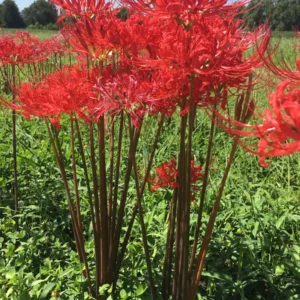 Red Surprise Lily Bareroot Plant - Lycoris Radiata Bulbs - Outdoor Perennial - Image 1