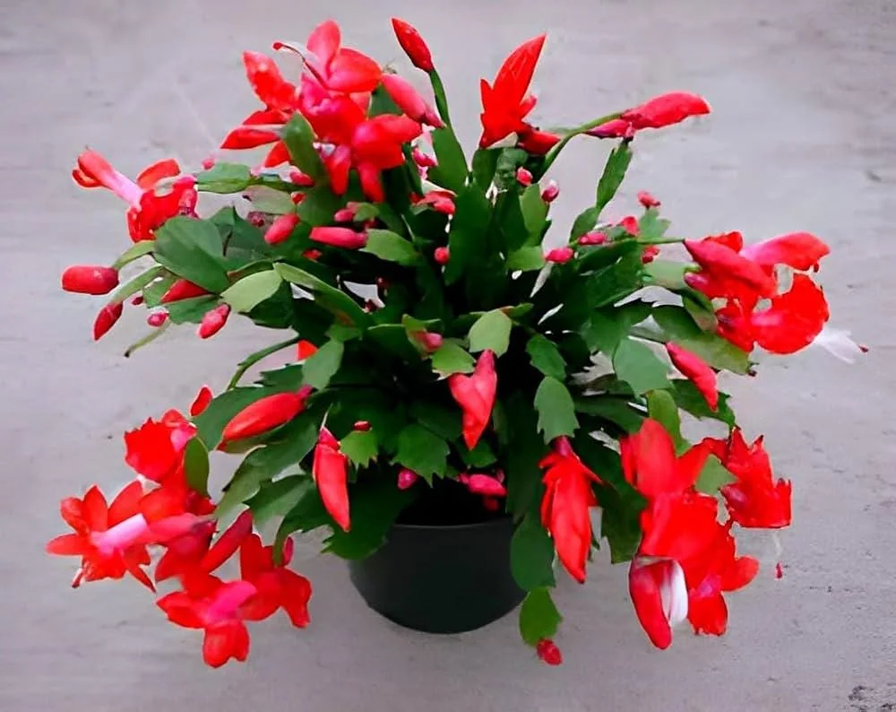 Red Thanksgiving Cactus Live Plant – 2 Inch Pot – Indoor Holiday Bloom - Image 1