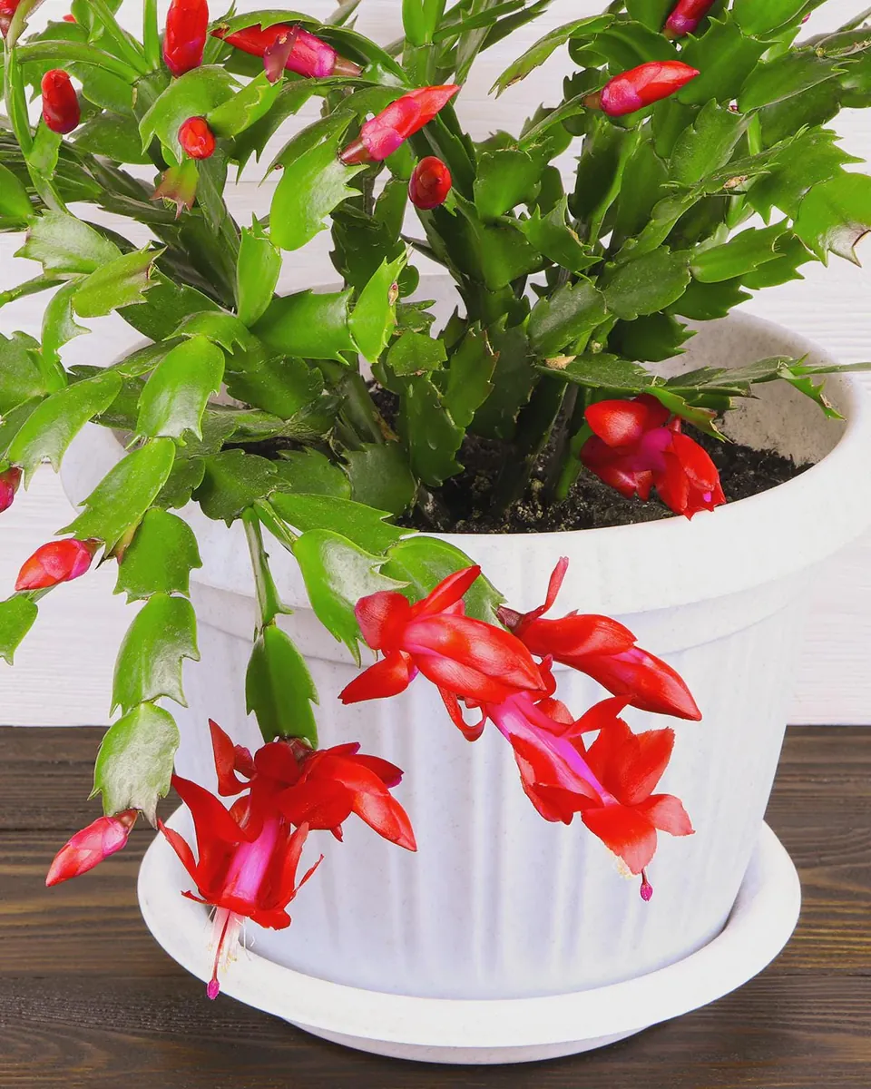 Red Thanksgiving Cactus Live Plant – 2 Inch Pot – Indoor Holiday Bloom - Image 3