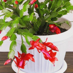 Red Thanksgiving Cactus Live Plant – 4 inch Pot – Indoor Flowering Plant - Image 2