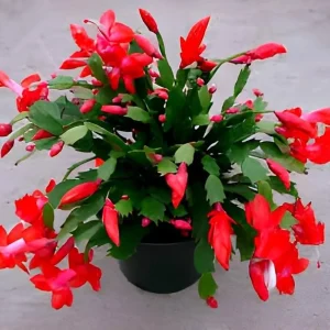 Red Thanksgiving Cactus Live Plant – 6 inch Pot – Indoor Bloom - Image 1