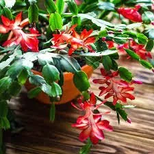 Red Thanksgiving Cactus Live Plant – 6in Pot – Indoor Holiday Bloom - Image 3