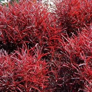 Red Threads Alternanthera Live Plant – Colorful Foliage Houseplant – 2.5" Pot - Image 2