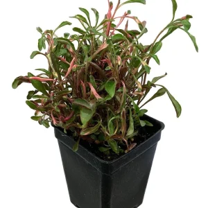 Red Threads Alternanthera Live Plant – Colorful Foliage Houseplant – 2.5" Pot - Image 1