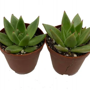 Red Tip Echeveria agavoides Succulent Live Plant – 2 Plants in 2" Pots - Image 1
