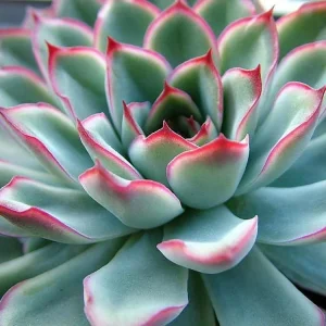 Red Tipped Desert Rose Succulent - Echeveria Pulidonis Live Plant 2.5" Pot - Image 2