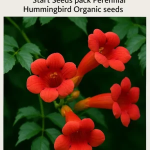 Red Trumpet Vine Seeds - 12 Organic Perennial Seeds for Hummingbirds - Image 1