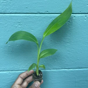 Red Trunk Popo'ulu' Banana Live Plant - Rare Polynesian Variety 5-9 Inches Tall - Image 2