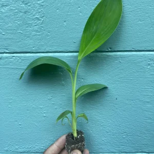 Red Trunk Popo'ulu' Banana Live Plant - Rare Polynesian Variety 5-9 Inches Tall - Image 3