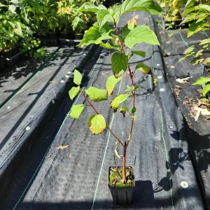 Red Twig Dogwood Live Plant - 2 Pack, 4" Container, 6-12" Tall Shrub - Image 2