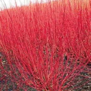 Red Twig Dogwood Live Plant - Quart Pot, Vibrant Winter Color, USDA Zones 3-8 - Image 2