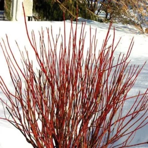 Red Twig Dogwood Live Plant - Quart Pot, Vibrant Winter Color, USDA Zones 3-8 - Image 1