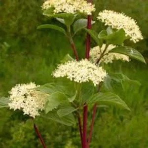Red Twig Dogwood Shrub 12-24in Tall – Cornus sericea Live Plant – Outdoor - Image 3