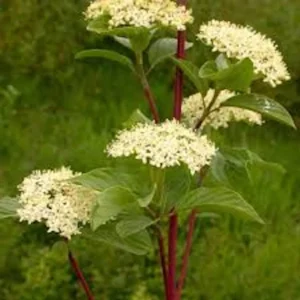 Red Twig Dogwood Shrub Live Plant 12-24in Tall - Cornus sericea Outdoor - Image 3