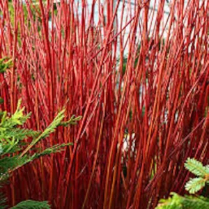 Red Twig Dogwood Shrub Live Plant 12-24in Tall - Cornus sericea Outdoor - Image 4