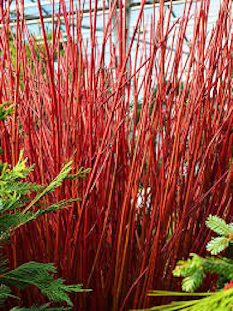 Red Twig Dogwood Shrub Live Plant 12-24in Tall - Cornus sericea Outdoor - Image 1
