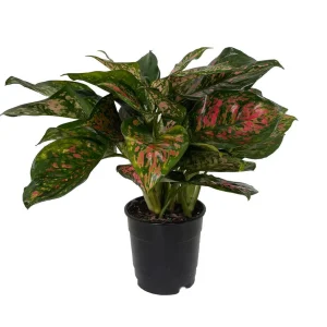 Red Valentine Chinese Evergreen Live Plant - Aglaonema - 4 inch Pot - Indoor - Image 2