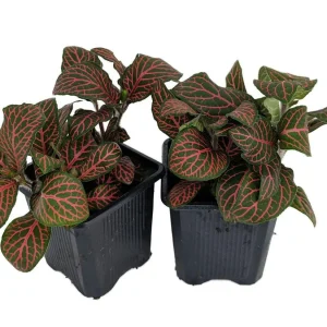 Red Veined Nerve Plant (Fittonia) Live Plant - Easy Houseplant - 3" Pots - 2 Pack - Image 2
