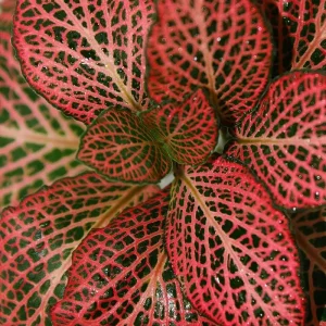 Red Veined Nerve Plant (Fittonia) Live Plant - Easy Houseplant - 3" Pots - 2 Pack - Image 1