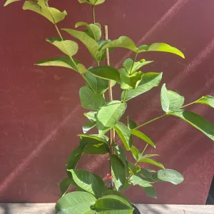 Red Wax Apple Live Plant – 3 Gallon Air Layered Tropical Fruit Tree - Image 3