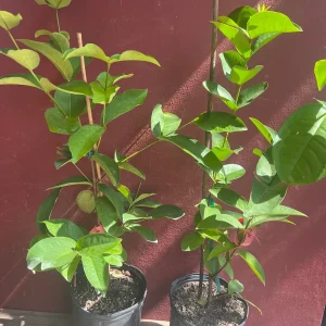 Red Wax Apple Live Plant – 3 Gallon Air Layered Tropical Fruit Tree - Image 5