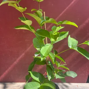 Red Wax Apple Live Plant – 3 Gallon Air Layered Tropical Fruit Tree - Image 8