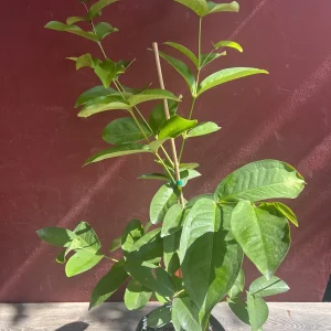 Red Wax Apple Live Plant – 3 Gallon Air Layered Tropical Fruit Tree - Image 9