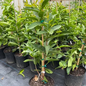 Red Wax Jambu Tree Live Plant – 2-3 Feet Tall – Tropical Fruit Tree - Image 2