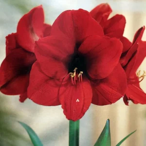 Red Waxed Amaryllis Bulb - Jumbo, No Water, Holiday Blooms Indoor - Image 3