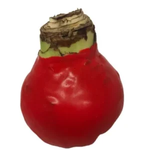 Red Waxed Amaryllis Bulb - Red Lion Amaryllis - Size 26/28 - No Water Indoor - Image 2