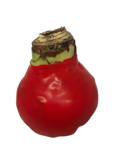 Red Waxed Amaryllis Bulb - Red Lion Amaryllis - Size 26/28 - No Water Indoor - Image 2