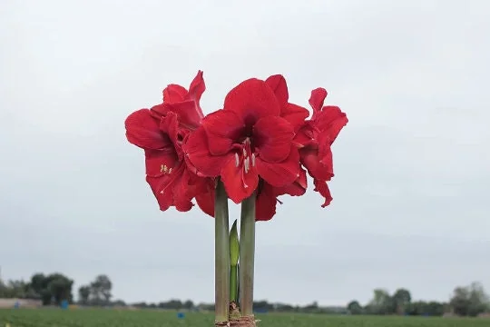 Red Waxed Amaryllis Bulb - Red Lion Amaryllis - Size 26/28 - No Water Indoor - Image 3