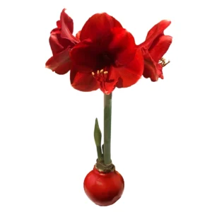 Red Waxed Amaryllis Bulb - Red Lion Amaryllis - Size 26/28 - No Water Indoor - Image 1